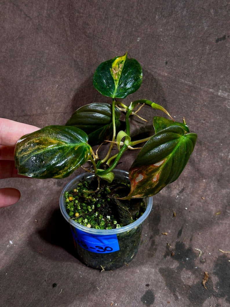 Rare Variegated Philodendron Mican Aurea Live Plant in Nursery Pot - Philodendron Micans "Aurea" - Unique Yellow Variegation