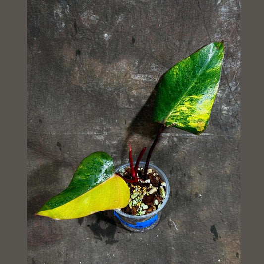 Variegated Philodendron Strawberry Shake Plant - Rare Collector Houseplant - Heart-Shaped Leaves - Philodendron erubescens
