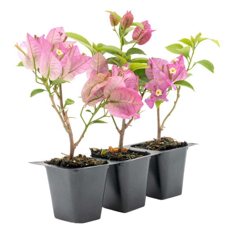 Purple Bougainvillea Plant 2.5" Pot - Vibrant Purple Blooms (Bougainvillea Brasiliensis) - Hardy, Low-Maintenance, Pollinator-Friendly