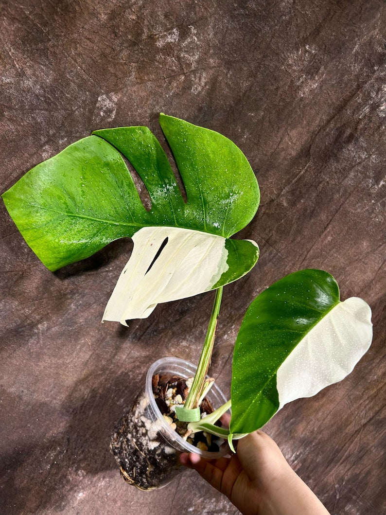 Variegated Monstera Albo Plant - Rare White Borsigiana - Live Indoor Houseplant - Unique Marbled Leaves - Exact Plant