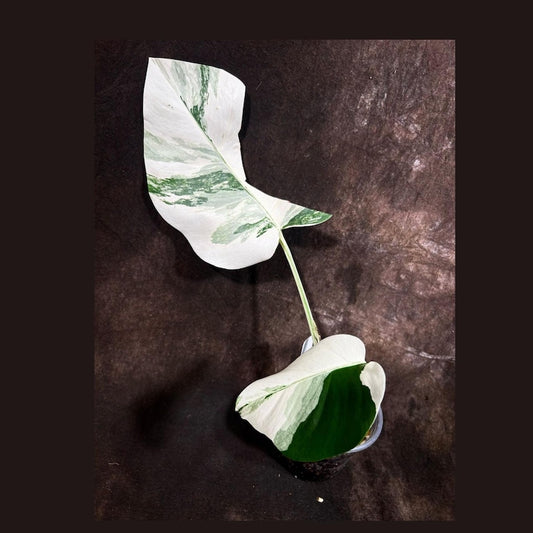 Variegated Monstera Albo Plant - Rare White Monstera Borsigiana - Exact Plant - Indoor Houseplant - Unique Leaf Variegation