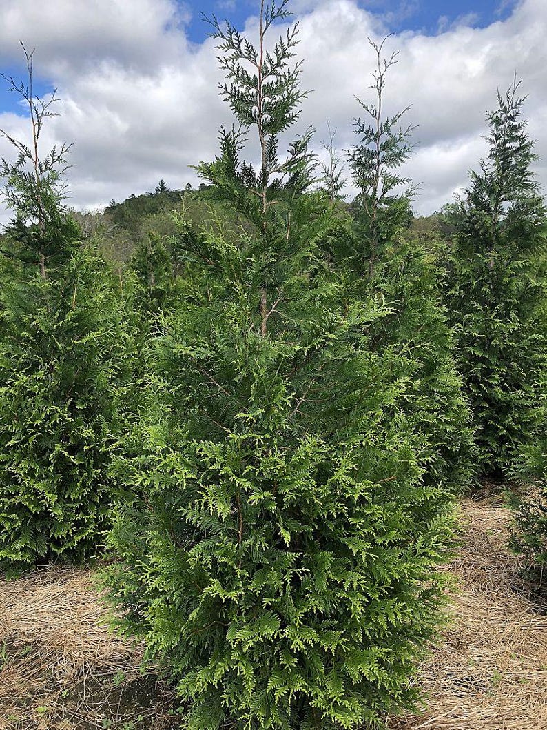 Thuja Green Giant Arborvitae Trees, Fast-Growing Privacy Screening, Thuja plicata x standishii, Low-Maintenance Evergreen