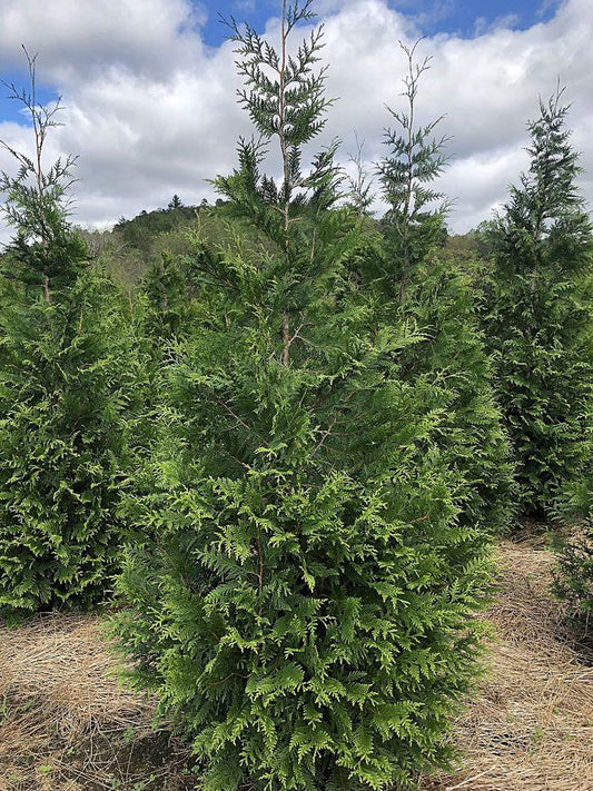 Thuja Green Giant Arborvitae Trees, Fast-Growing Privacy Screening, Thuja plicata x standishii, Low-Maintenance Evergreen