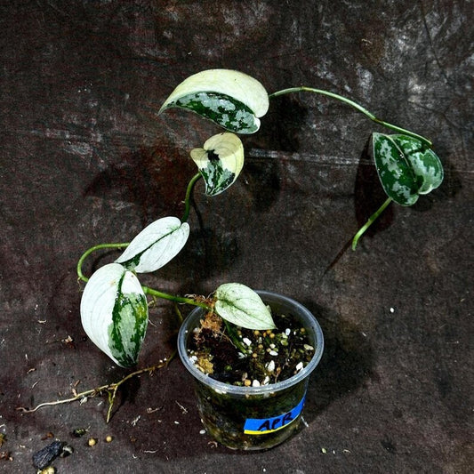 Variegated Scindapsus Pictus 'Jade Satin' Plant in Nursery Pot | Rare Collector Potted Plant | Perfect for Home Decor