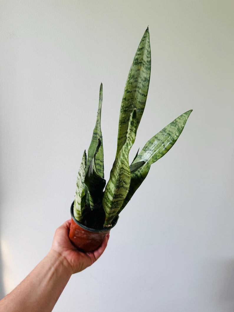 Sansevieria Spearmint - 4” Live Plant - Silver Snake Plant - Air Purifying Houseplant - Low Maintenance Indoor Plant