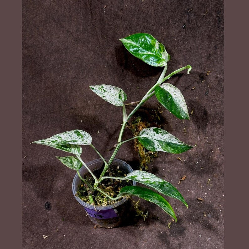 Epipremnum Pinnatum Albo Variegated Plant in Nursery Pot - Indoor Tropical Houseplant - US Seller - Epipremnum Pinnatum 'Albo'