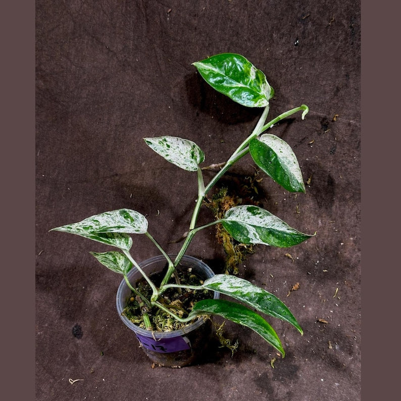 Epipremnum Pinnatum Albo Variegated Plant in Nursery Pot - Tropical Indoor Plant - US Seller - Easy Care Houseplant