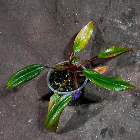 Variegated Philodendron Strawberry Shake | Live Indoor Plant | Rare Collector Plant | Philodendron erubescens