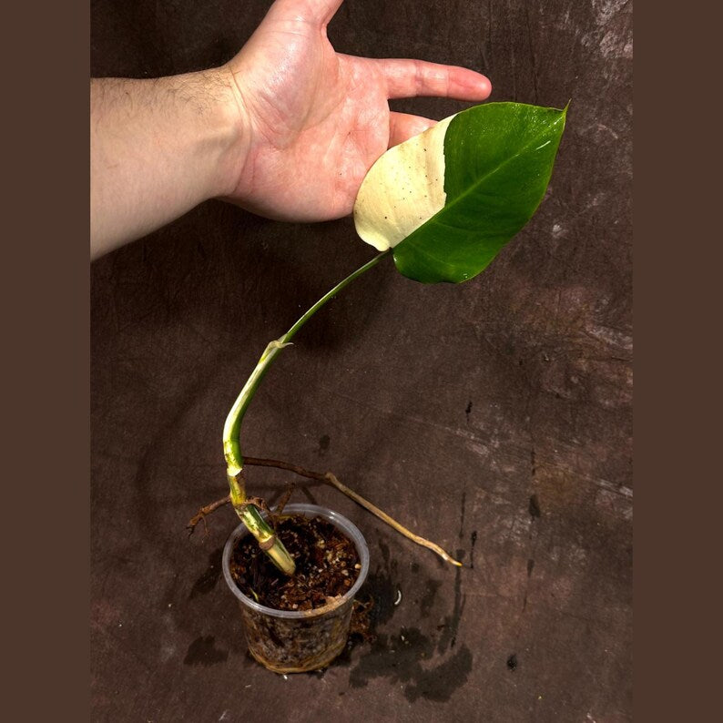 Variegated Monstera Albo Plant - Baby Size White Borsigiana - Rare Indoor Houseplant - Exact Plant - US Seller