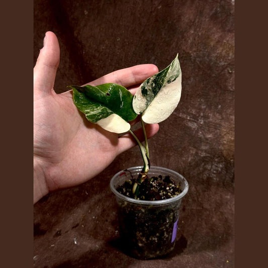Variegated Monstera Albo Plant - Rare White Monstera Borsigiana - Baby Leaf - Exact Plant - Indoor Houseplant - US Seller