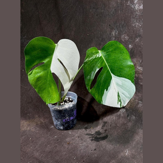 Variegated Monstera Albo Plant - Baby Leaf - White Monstera Albo Borsigiana - Rare Indoor Plant - Exact Plant - US Seller