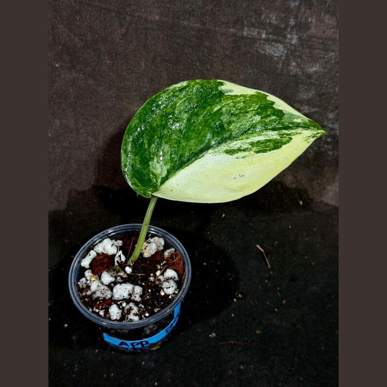 Potted Plant Scindapsus Jade Satin Variegated 1 Leaf | Scindapsus pictus Variegatus | Indoor Houseplant | US Seller