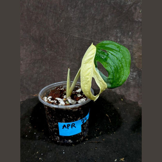 Variegated Monstera Adansonii Mint Plant - Rare Indonesian Marble - Potted Houseplant - Monstera Adansonii (US Seller)