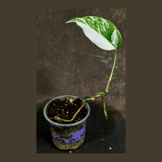 Variegated Monstera Albo Plant - Rare White Borsigiana - Baby Leaf Indoor Plant - Exact Plant - US Seller