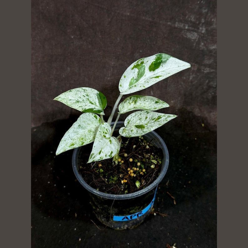 Rare Epipremnum Pinnatum Albo Variegated Plant in Nursery Pot - Indoor Tropical Vining Plant - Epipremnum Pinnatum 'Albo'