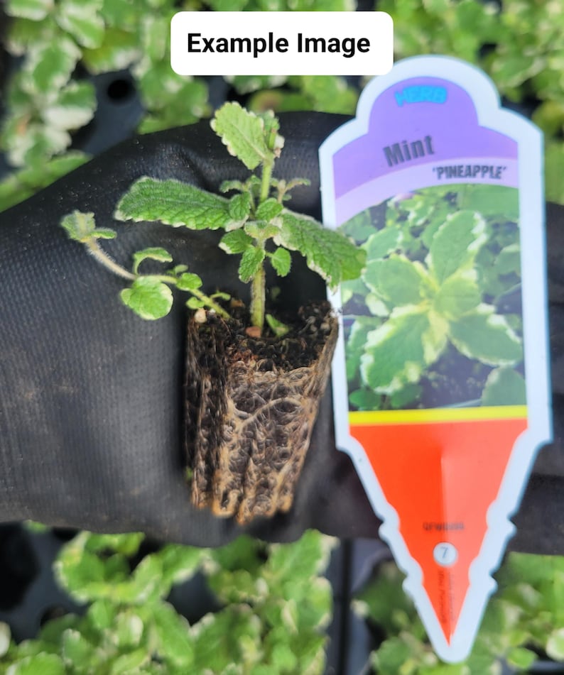 Pineapple Mint Starter Plant - Aromatic Mentha suaveolens - Variegated Leaves for Culinary Use - Ideal for Full Sun, Zones 5-9