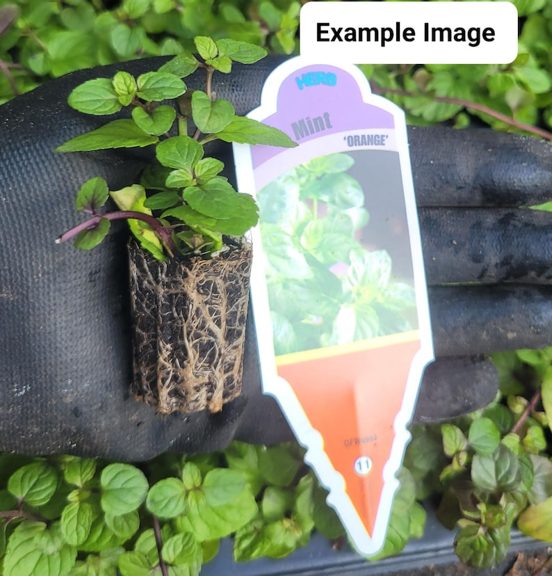 Orange Mint Starter Plant - Mentha x piperita - Aromatic Mint with Citrus Flavor for Tea and Cooking - Herb Garden Essential