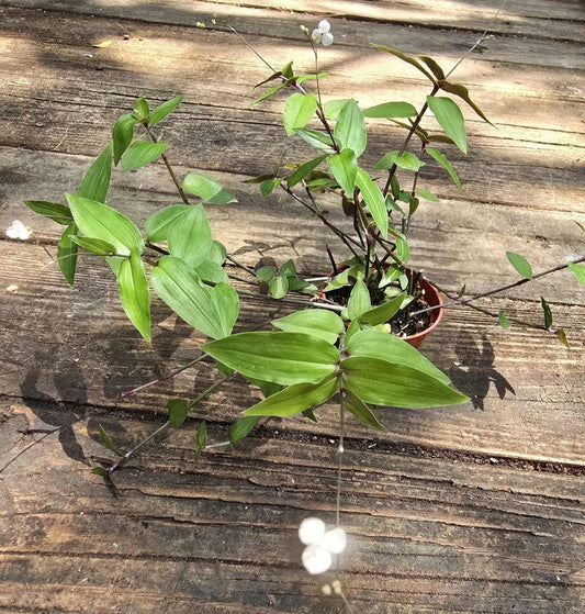 Bridal Veil Plant - 4-7 Inch Trailing Vine - Gibasis pellucida - Flowering Houseplant with Dark Green Leaves & White Flowers