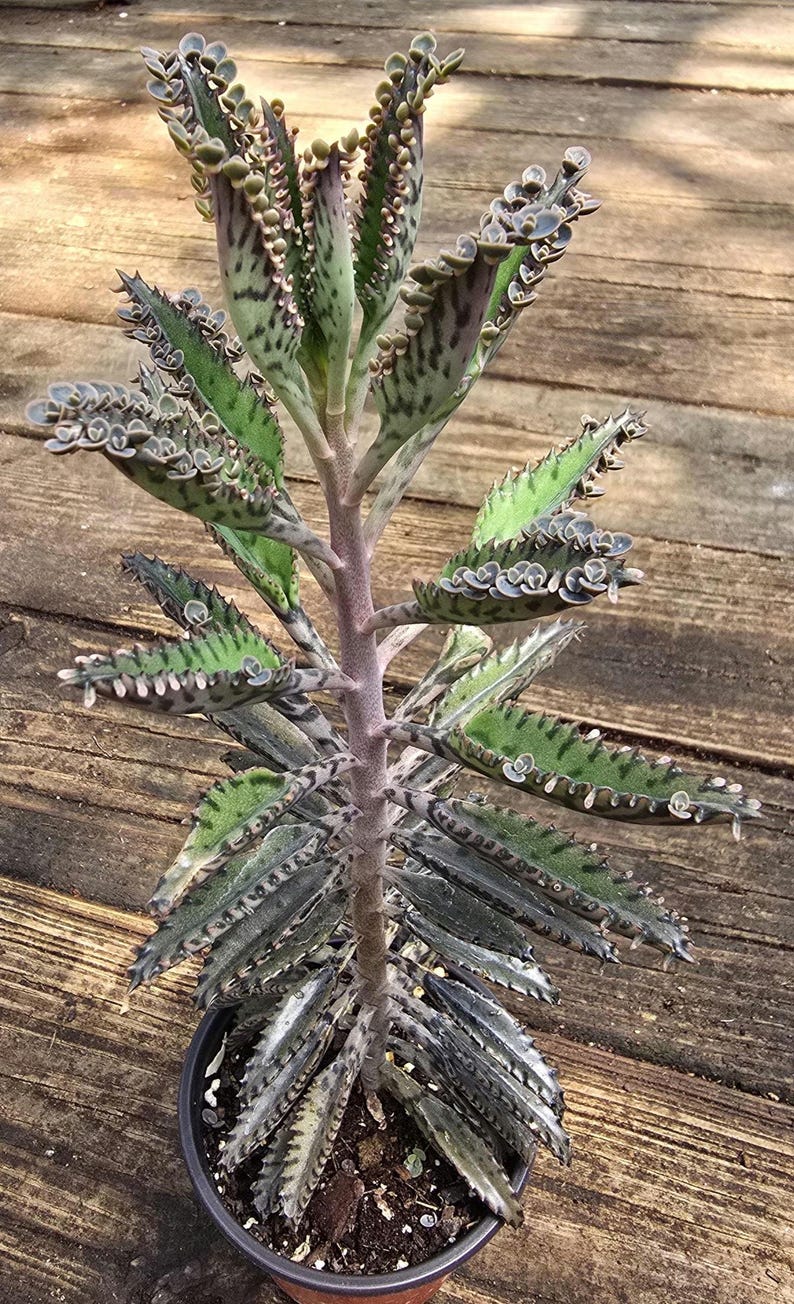 Alligator Plant - Kalanchoe daigremontiana - Mother of Thousands - Succulent - Bryophyllum daigremontianum - 11-12in