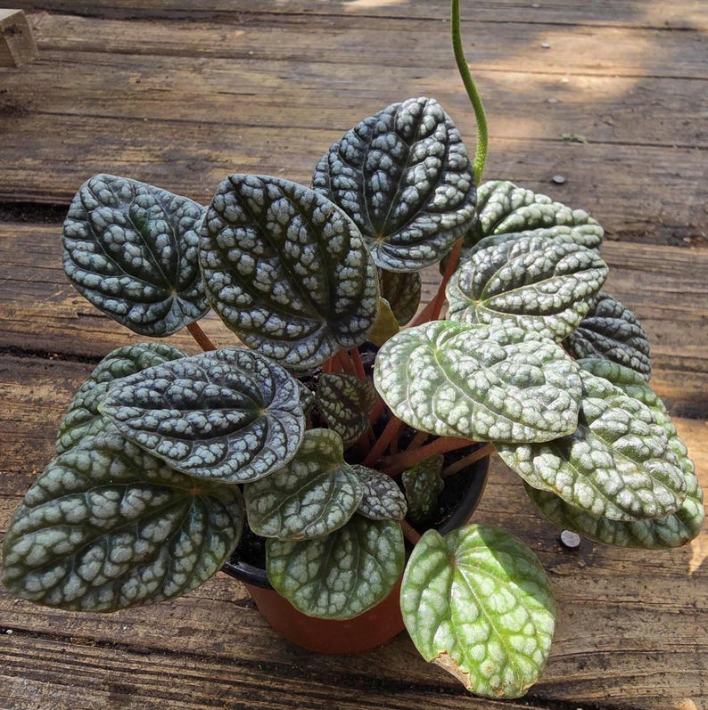 Green Ripple Peperomia Plant 2-4 in Emerald Ripple Peperomia caperata - Metallic Silver Heart - Unique Textured Leaves