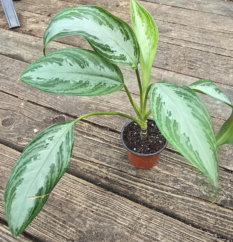 Chinese Evergreen Plant - 13-20in Aglaonema Silver Bay - Aglaonema nitidum - Tropical Indoor Houseplant, Low Light Tolerant