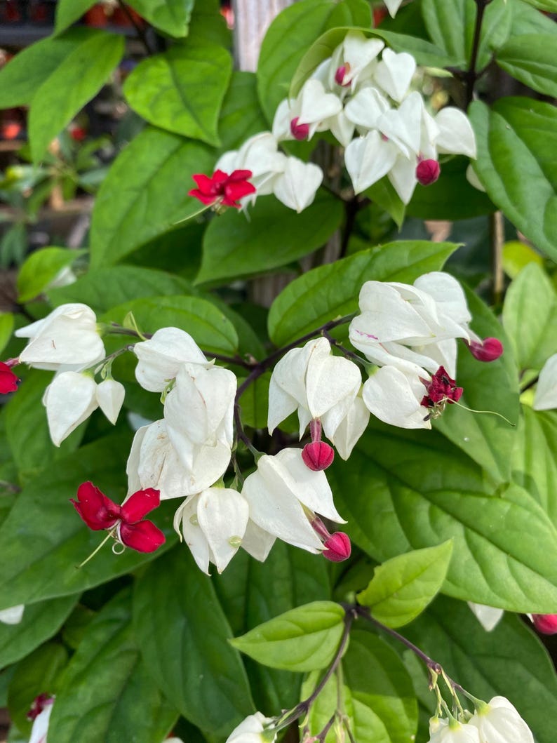 Bleeding Heart Vine Plant - 14-17 in - Clerodendrum thomsoniae - Eco-Friendly Pest Control for Gardens