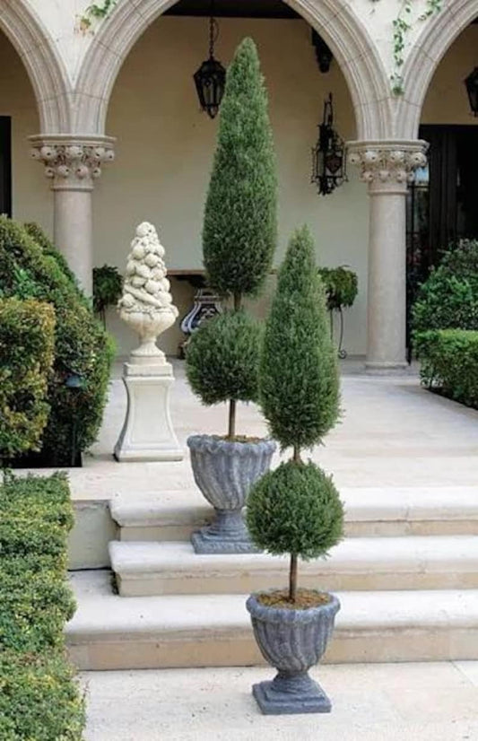 Topiary Tree - Blue Point Juniper - Juniperus chinensis 'Blue Point' - Classic Form Evergreen for Outdoor Garden Decor