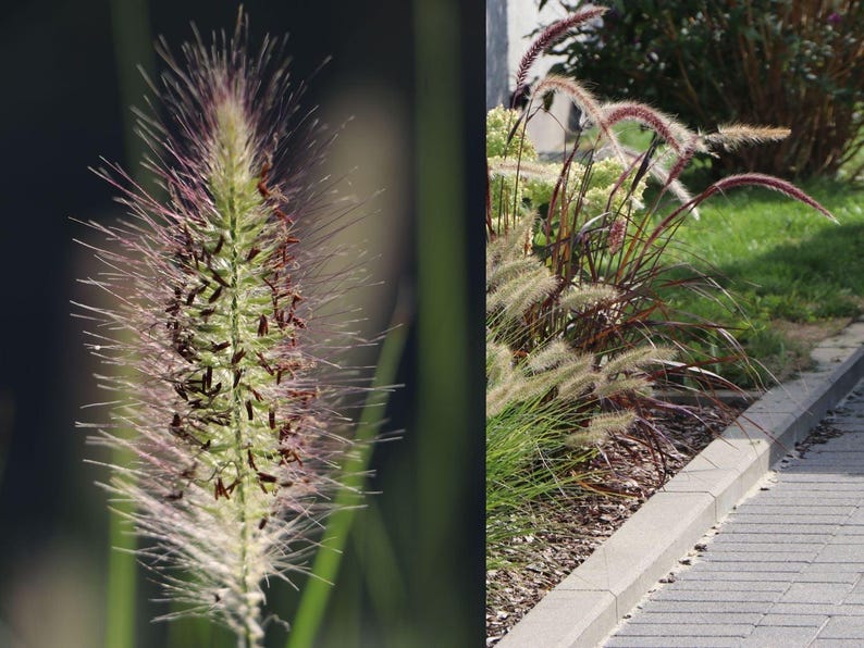 Dwarf Fountain Grass Plant - Pennisetum alopecuroides 'Hameln' - Compact, Fast-Growing with White Blooms - Hardy Perennial Grass