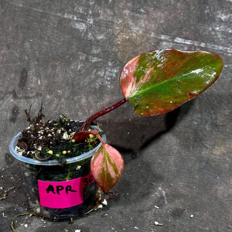 Variegated Philodendron Strawberry Shake - Rare Indoor Plant - Live Houseplant - Philodendron erubescens