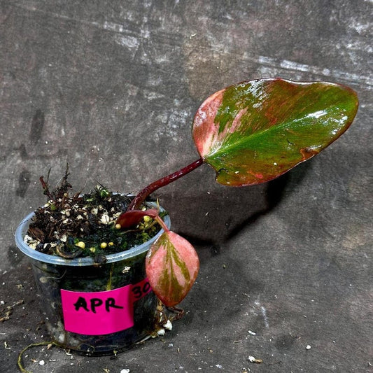 Variegated Philodendron Strawberry Shake - Rare Indoor Plant - Live Houseplant - Philodendron erubescens