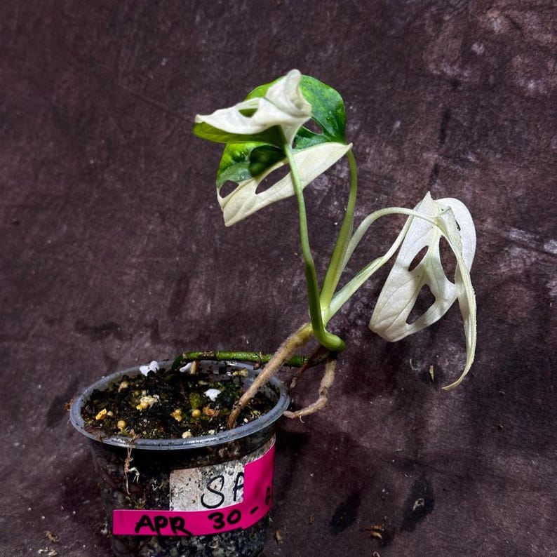 High Variegated Monstera Adansonii Albo Potted Plant - Swiss Cheese Vine - Rare Collector Plant - Indoor Houseplant