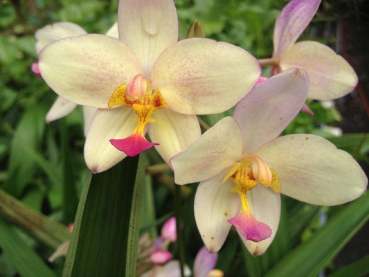 Yellow Ground Orchid Plant - Starter Size, Spathoglottis parsonii - Terrestrial Philippine Chinese Shade Garden Plant