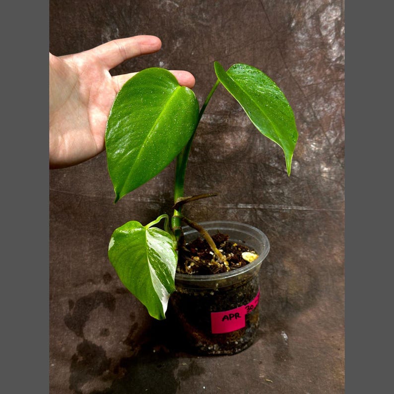 Variegated Monstera Albo Plant - Rare White Borsigiana - Baby Leaf Indoor Plant - Exact Plant - US Seller - Monstera Deliciosa