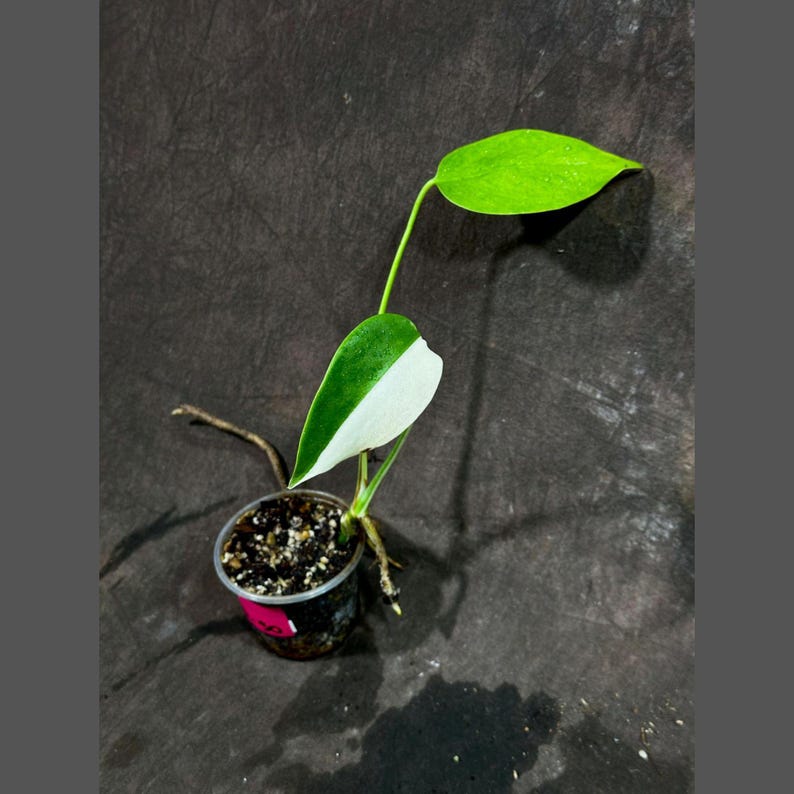 Variegated Monstera Albo Plant - Baby Leaf - Rare White Monstera Albo Borsigiana - Exact Plant - Indoor Houseplant - US Seller