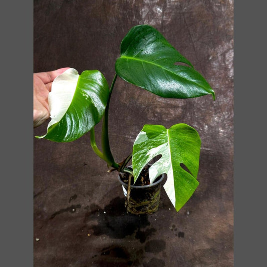 Variegated Monstera Albo Plant - Rare White Monstera Borsigiana - Indoor Houseplant - Exact Plant - Monstera Deliciosa Albo