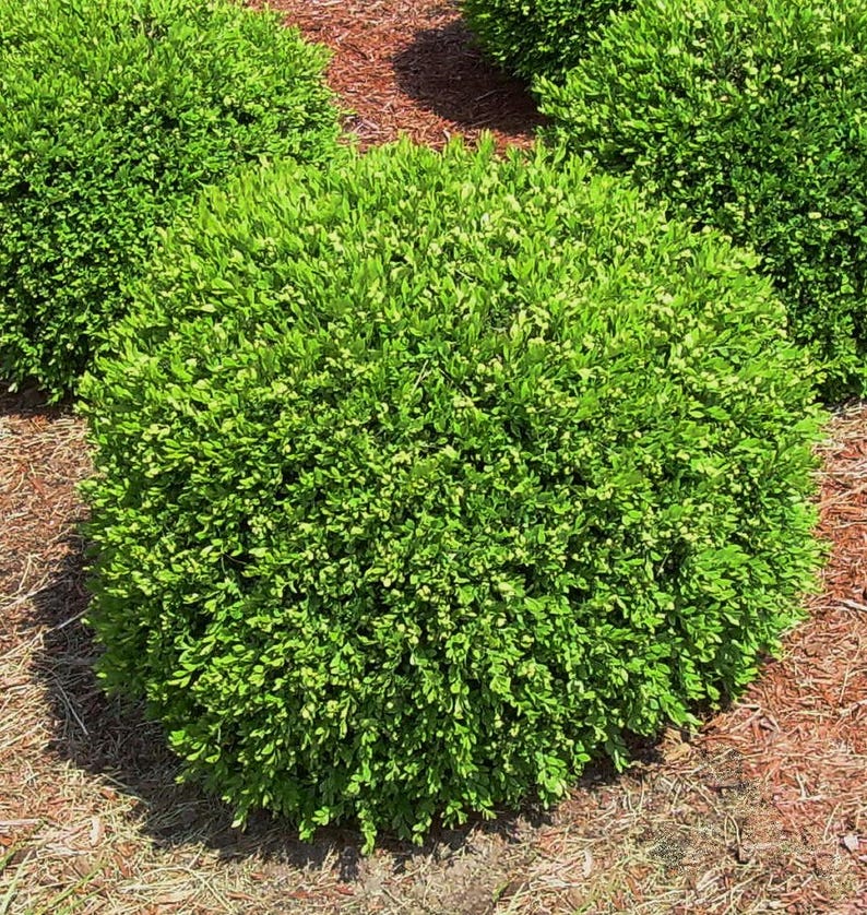 Boxwood Starter Plant - 4" Pot - Green Gem Variety - Buxus microphylla x Buxus sempervirens - Dwarf Evergreen Shrub