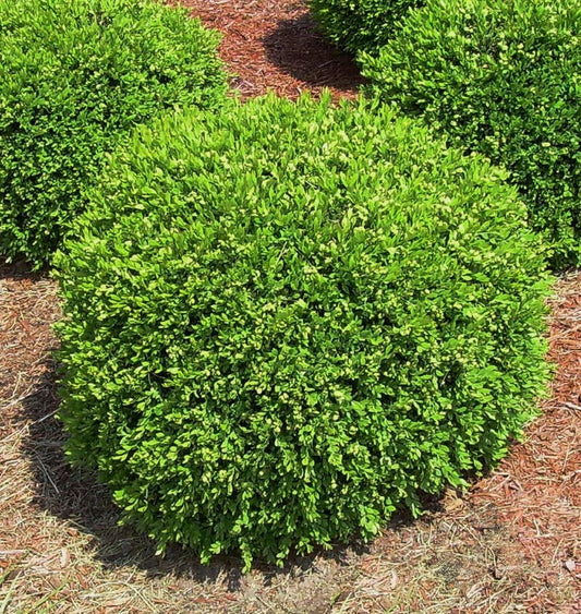 Boxwood Starter Plant - 4" Pot - Green Gem Variety - Buxus microphylla x Buxus sempervirens - Dwarf Evergreen Shrub