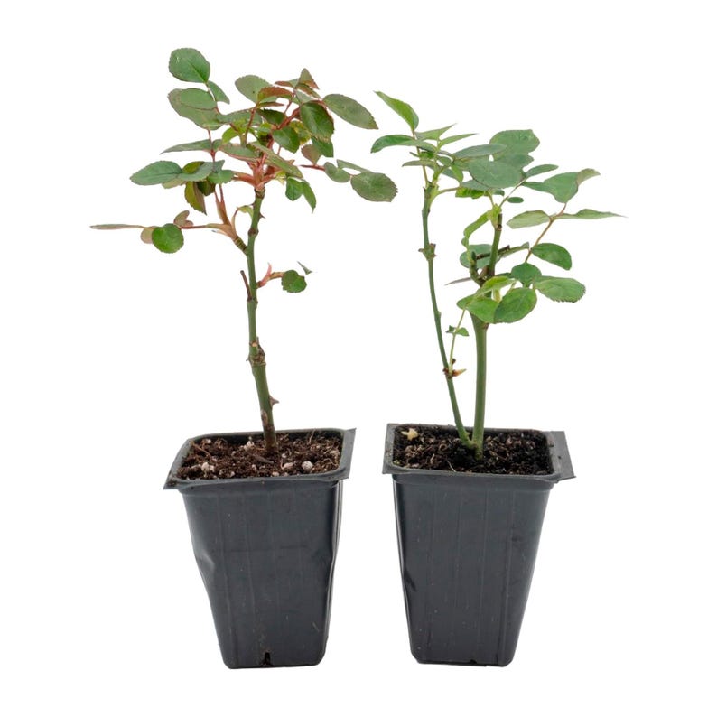Rosa 'Flower Carpet Red' Ground Cover Rose in 2.5” Cubes – Hardy, Prolific Bloomer, Low-Maintenance, Disease-Resistant