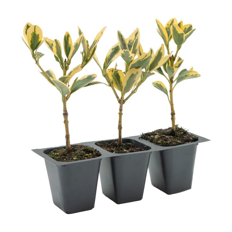 Silver King Euonymus Plant – 2.5” Nursery Cube – Variegated Evergreen Shrub – Euonymus Japonica ‘Silver King’