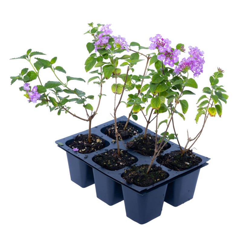 Purple Trailing Lantanas Live Plants 2.5” Nursery Cubes Lantana camara - Vibrant Blooms, Pollinator Friendly, Low Maintenance