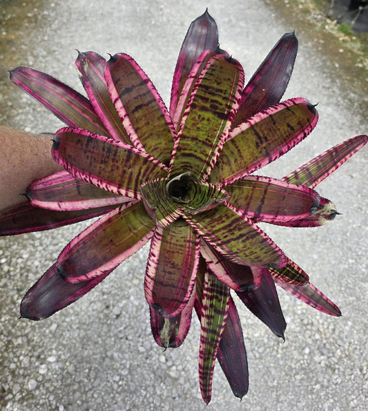 Bromeliad Plant Neoregelia Banshee - Live Indoor/Outdoor Plant - Choice of Single or Double Pot