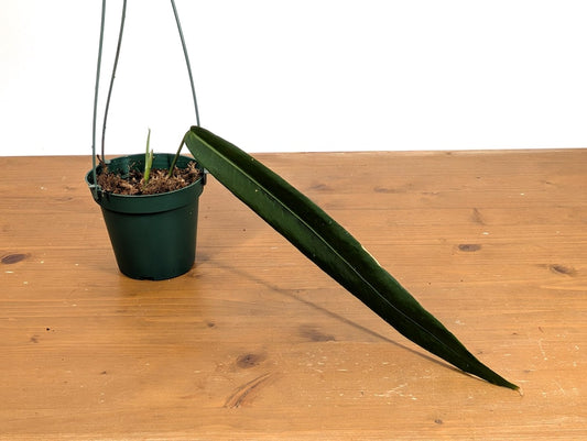 Anthurium Pallidiflorum - 4" Pot - Tropical Houseplant - Exotic Indoor Plant - Pet Toxic - Free Hoya Krimson Queen Offer