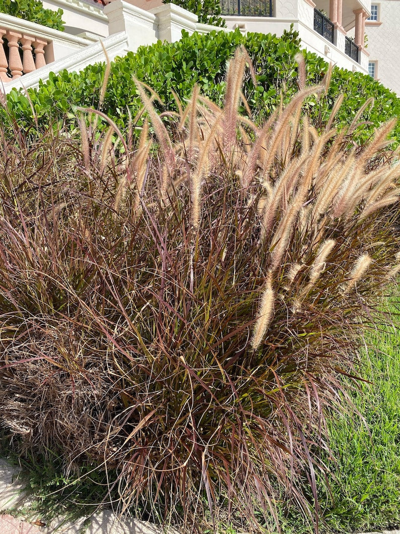 Purple Fountain Grass Plant - Fast-Growing Burgundy Foliage - Pennisetum setaceum 'Rubrum' - Ornamental Grass for Landscaping