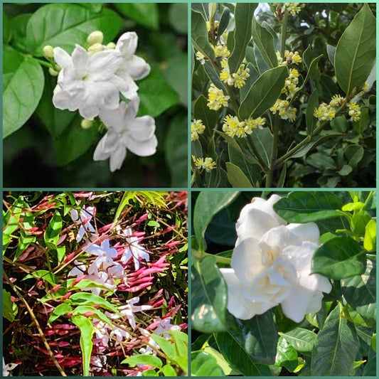 21pk Live Plants Set - Bayleaf, Polyanthum Jasmine, Gardenia Veitchii, Sambac Jasmine - Eco-Friendly Collection