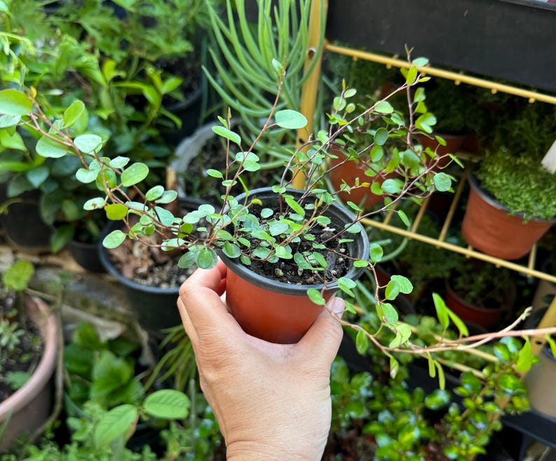 Creeping Wire Vine Plant - 4 Inch Pot - Muehlenbeckia axillaris/complexa - Low Maintenance Ground Cover or Hanging Basket