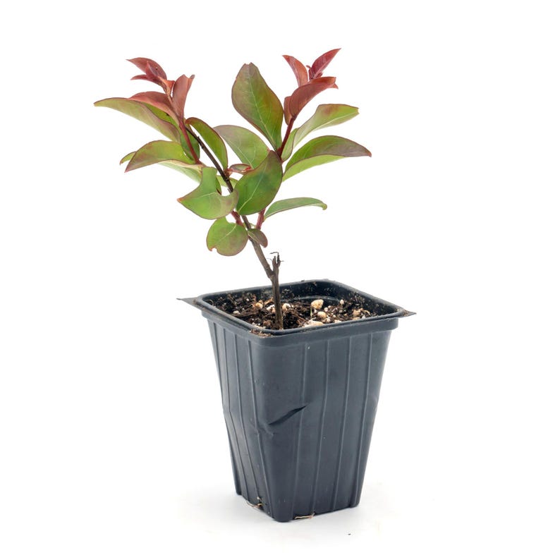 Red Rocket Crepe Myrtle Live Plant, 2.5" Nursery Cube, Vibrant Red Blooms, Lagerstroemia Indica, Hardy & Low-Maintenance