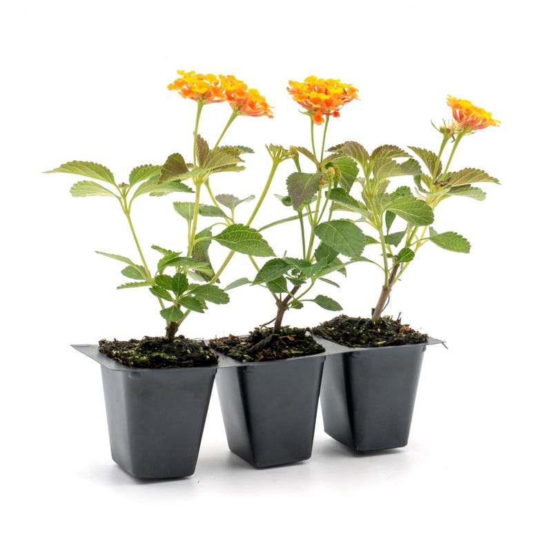 Radiation Lantana Bushes, 2.5" Live Plants, Vibrant Orange-Red Blooms, Lantana Camara 'Radiation', Pollinator Friendly