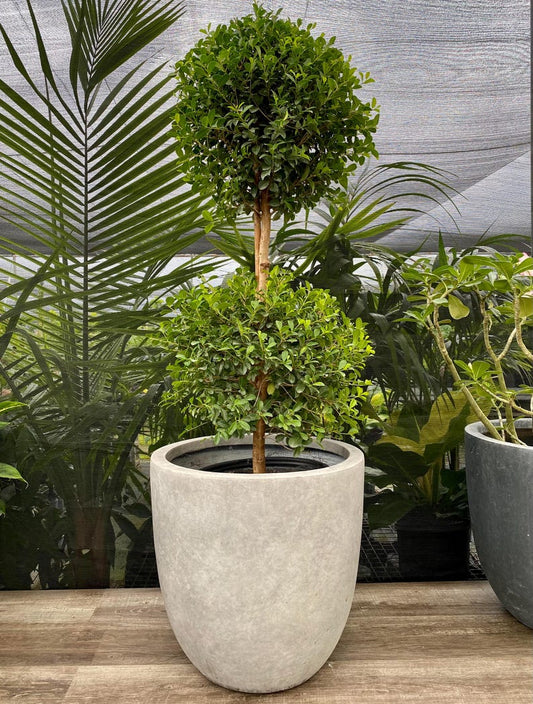 Topiary Eugenia 2-Ball Tree, Evergreen Shape, Eugenia Globulus, Perfect for Patios & Entryways, Low Maintenance Topiary Plant