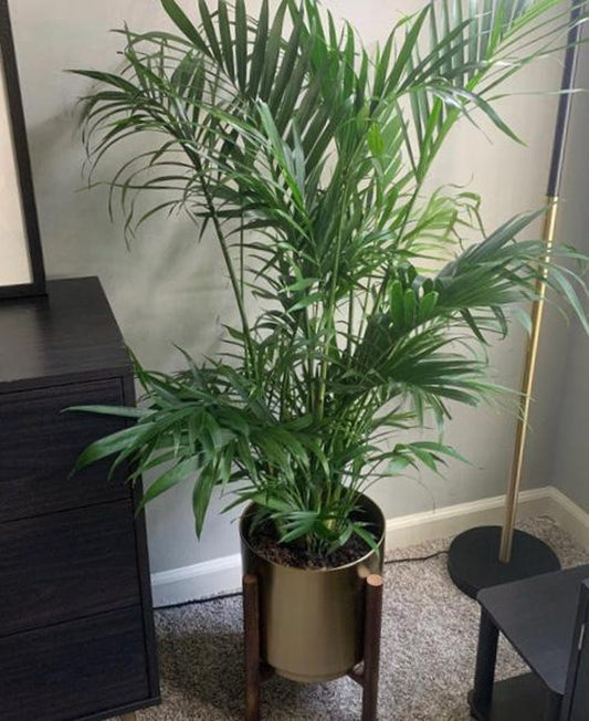 Cat Palm Plant - 6 inch Pot - Chamaedorea Cataractarum - Easy Care Indoor Tropical Houseplant with Dense Green Fronds