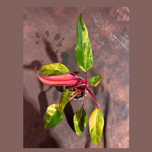 Variegated Philodendron Strawberry Shake Plant - Rare Collector Houseplant - Live Potted Plant - Philodendron erubescens